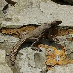 Egyptian Mastigure (Uromastyx aegyptia)
