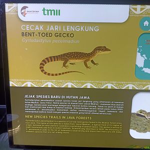 Pecel Madiun Bent-toed Gecko (Cyrtodactylus pecelmadiun) signage