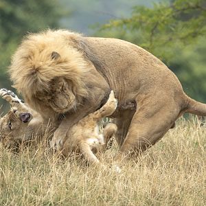 Lion : Whipsnade : 16 Aug 2025