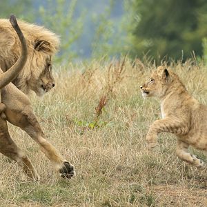 Lion : Whipsnade : 16 Aug 2025