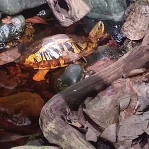 Indo-Chinese Box Turtle (Cuora galbinifrons)