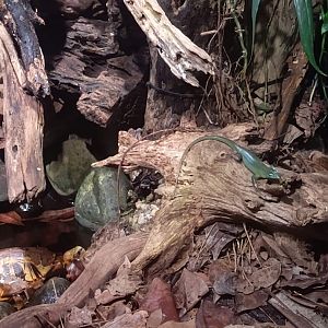 Emerald Tree Skink (Lamprolepis smaragdina)
