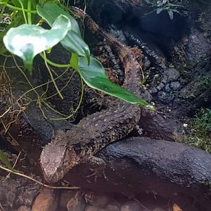 Chinese Crocodile Lizard (Shinisaurus crocodilurus)