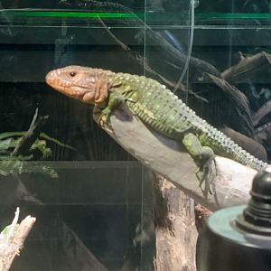 Northern Caiman Lizard (Dracaena guianensis)