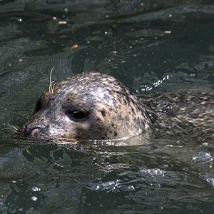 Harbor seal