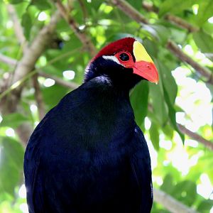 Violet Turaco - 16/08/25