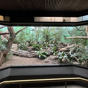 World of Birds - Bolivian Gray Titi Monkey Exhibit