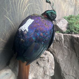 World of Birds - Himalayan Monal
