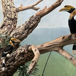 World of Birds - Great Hornbills