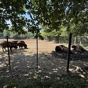 American Bison Exhibit