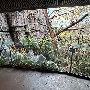 Madagascar! - Coquerel’s Sifaka Exhibit