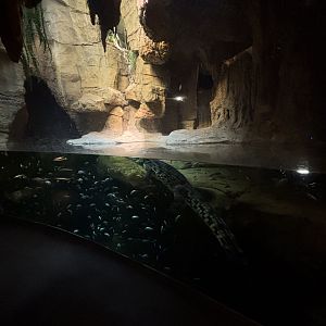 Madagascar! - Nile Crocodile Cave