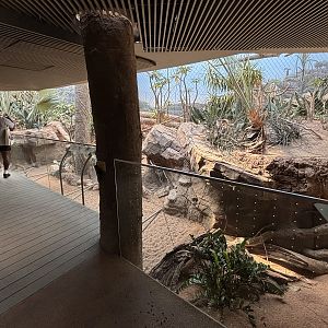 Madagascar! - Ring-tailed Lemur Exhibit