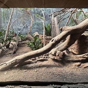 Madagascar! - Ring-tailed Mongoose Exhibit