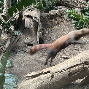 Madagascar! Blur of motion!