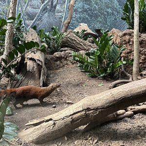 Madagascar! - Ring-tailed Mongoose