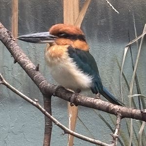 Guam Kingfisher - Aquatic Bird House