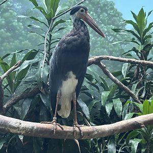 Storm’s Stork - Aquatic Bird House