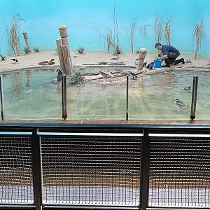 Aquatic Bird House - Little Penguin Exhibit