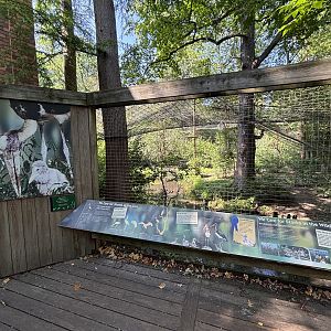 Lesser Adjutant Aviary