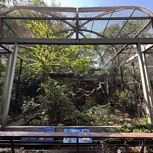 Andean Condor Aviary
