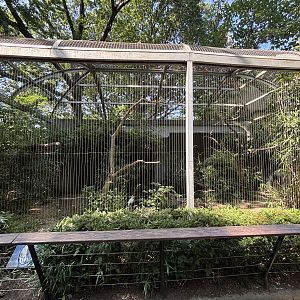 Palm-nut Vulture Aviary
