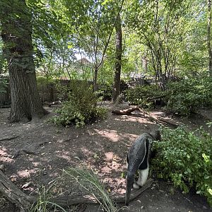 Giant Anteater Exhibit