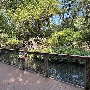 Squirrel Monkey Exhibit