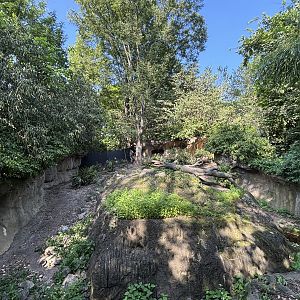 Komodo Dragon Exhibit