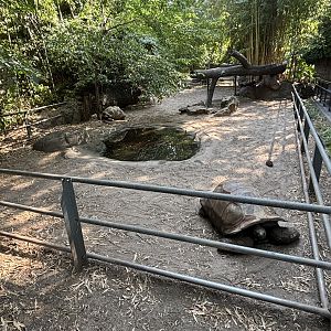 Aldabra Tortoise Exhibit