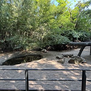 Aldabra Tortoise Exhibit