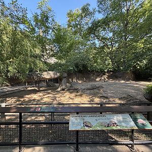 Aldabra Tortoise Exhibit