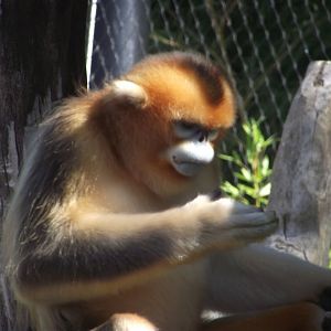 Golden Snub-nosed Monkey - Zooparc de Beauval, 28/06/2025