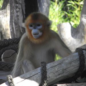 Golden Snub-nosed Monkey - Zooparc de Beauval, 28/06/2025