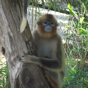 Golden Snub-nosed Monkey - Zooparc de Beauval, 28/06/2025