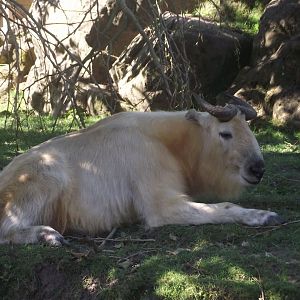 Golden Takin - Zooparc de Beauval, 28/06/2025