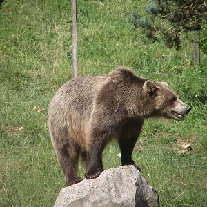 Female Brown Bear - Zooparc de Beauval, 28/06/2025