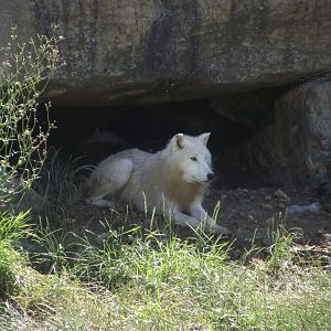 Polar Wolf - Zooparc de Beauval, 28/06/2025