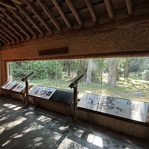 Congo Gorilla Forest