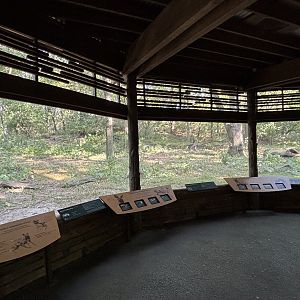 African Wild Dog Exhibit