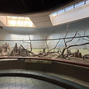 Dwarf Mongoose\Von der Decken’s Hornbill Exhibit