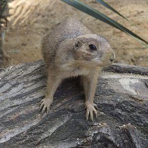 Female Black-tailed Prairie Dog - Zooparc de Beauval, 28/06/2025