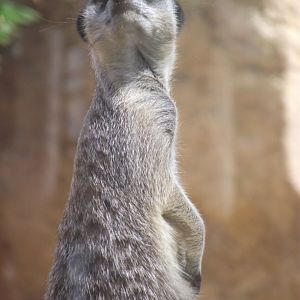 Meerkat - Zooparc de Beauval, 28/06/2025