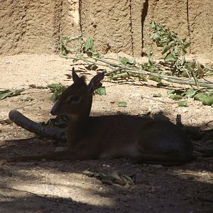 Kirk's Dik-dik - Zooparc de Beauval, 28/06/2025