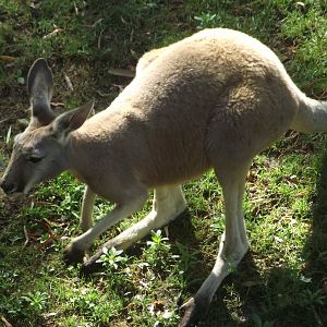 Red Kangaroo - Zooparc de Beauval, 28/06/2025