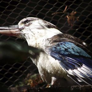 Blue-winged Kookaburra - Zooparc de Beauval, 28/06/2025