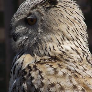 Siberian Eagle-owl - Zooparc de Beauval, 28/06/2025