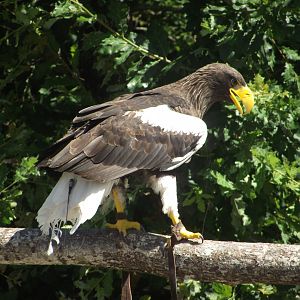 Steller's Sea Eagle - Zooparc de Beauval, 28/06/2025