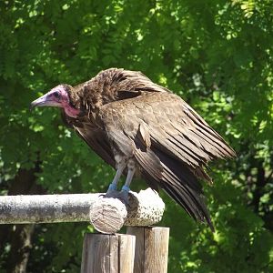 Hooded Vulture - Zooparc de Beauval, 28/06/2025