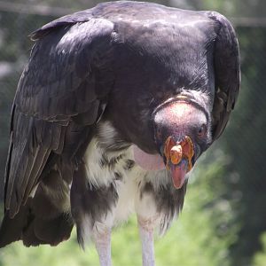 King Vulture - Zooparc de Beauval, 28/06/2025
